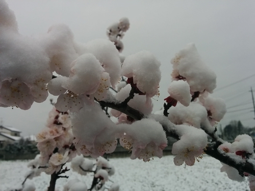 咲く桜に降る雪 　4月8日