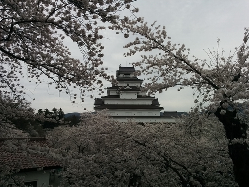 会津 鶴ケ城 4月19日 満開です