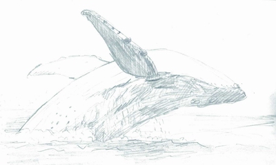 小笠原自工外壁にクジラの絵を提案
